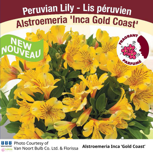 Alstroemeria Inca®