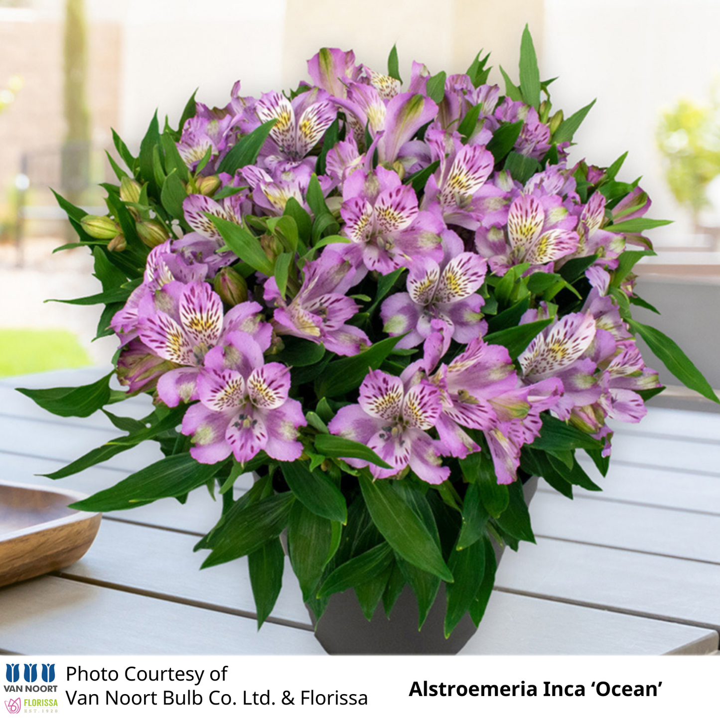 Alstroemeria Inca®
