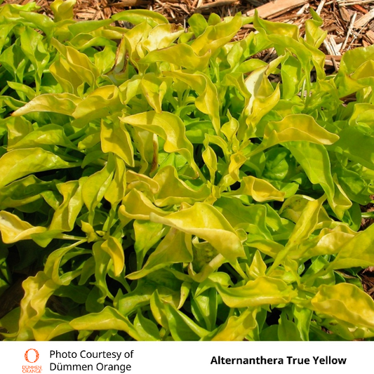 Alternanthera True Yellow