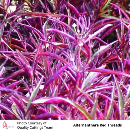 Alternanthera Red Threads