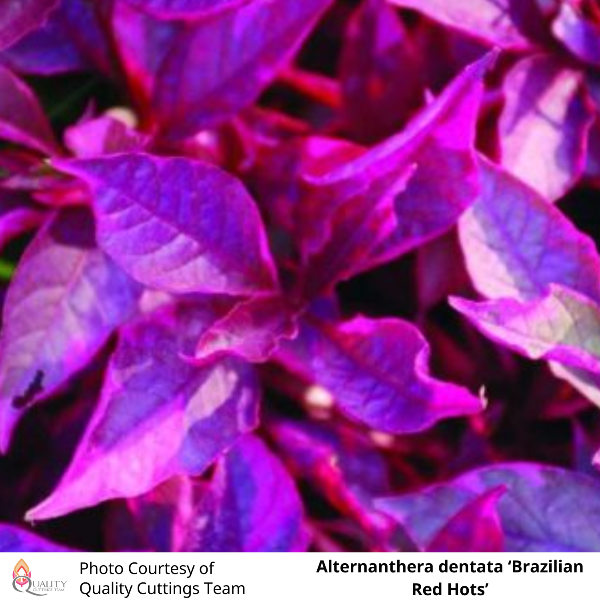 Alternanthera dentata ‘Brazilian Red Hots’