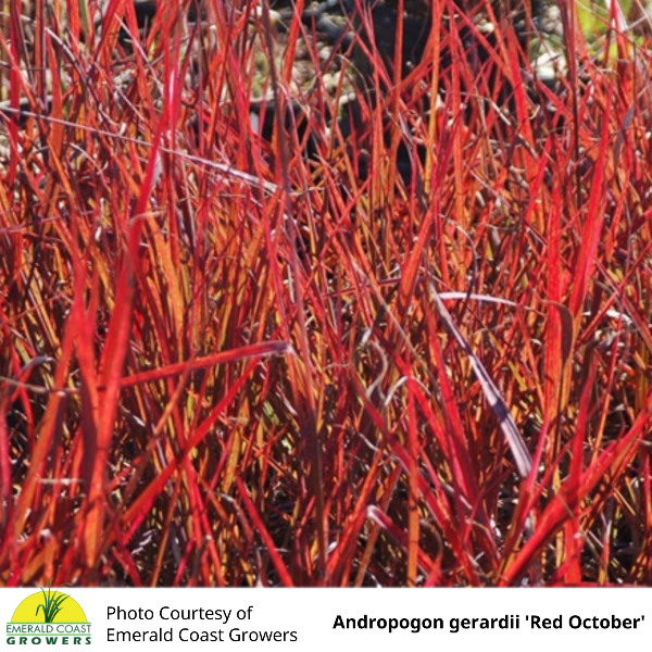 Andropogon gerardii Red October