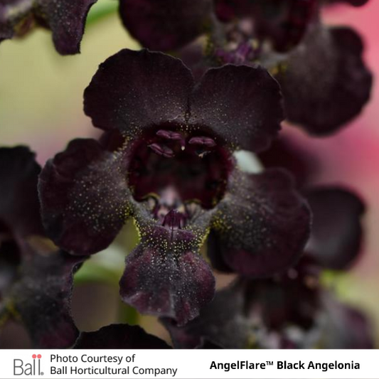 AngelFlare™ Black Angelonia