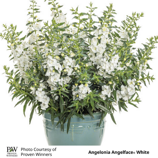 Angelface® White