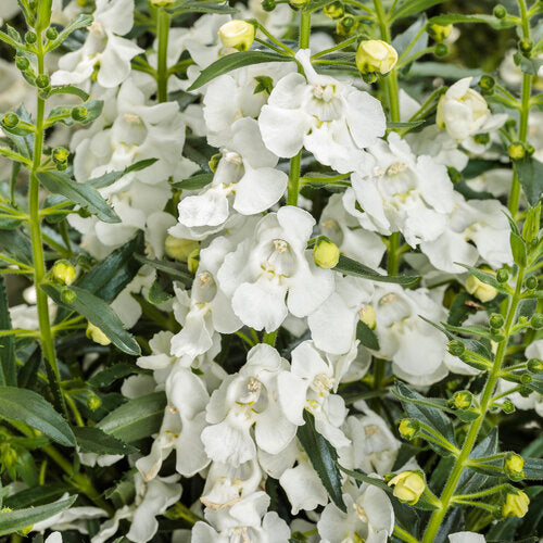 Angelonia Angelface®