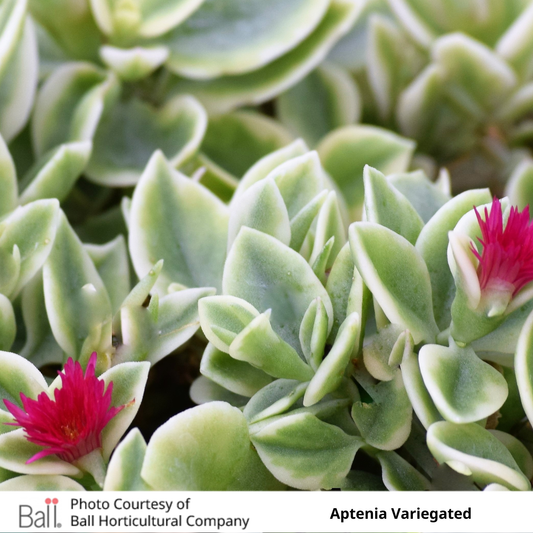 Dorotheanthus Aptenia