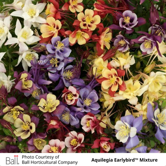 Aquilegia Earlybird™