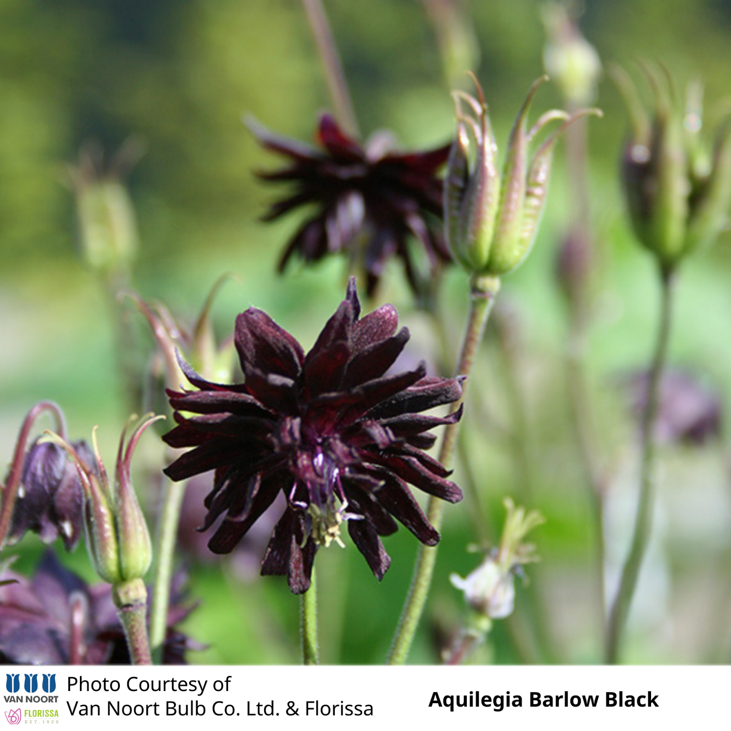 Aquilegia Black Barlow
