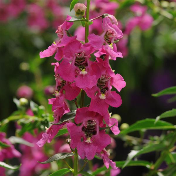 Angelonia Archangel