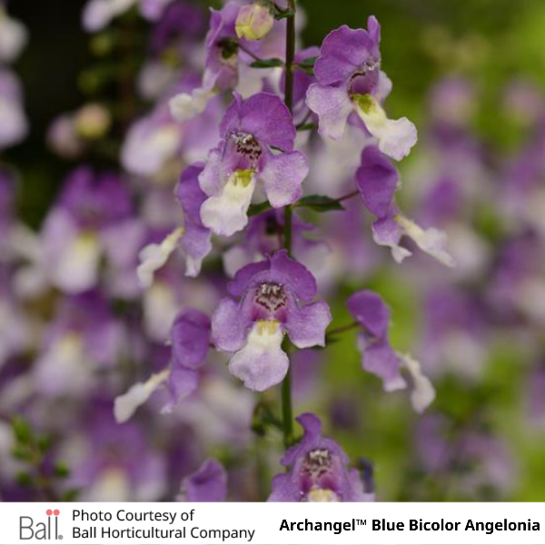Archangel™ Blue Bicolor Angelonia