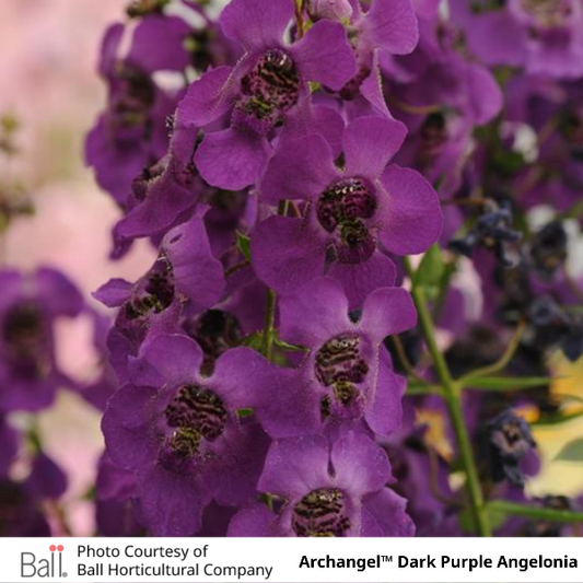 Archangel™ Dark Purple Angelonia
