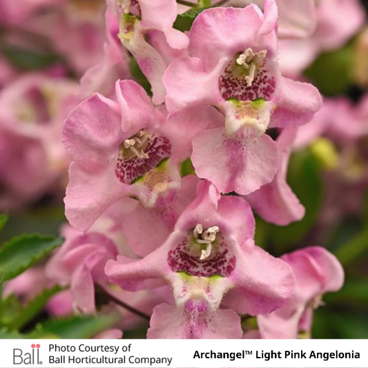 Archangel™ Light Pink Angelonia