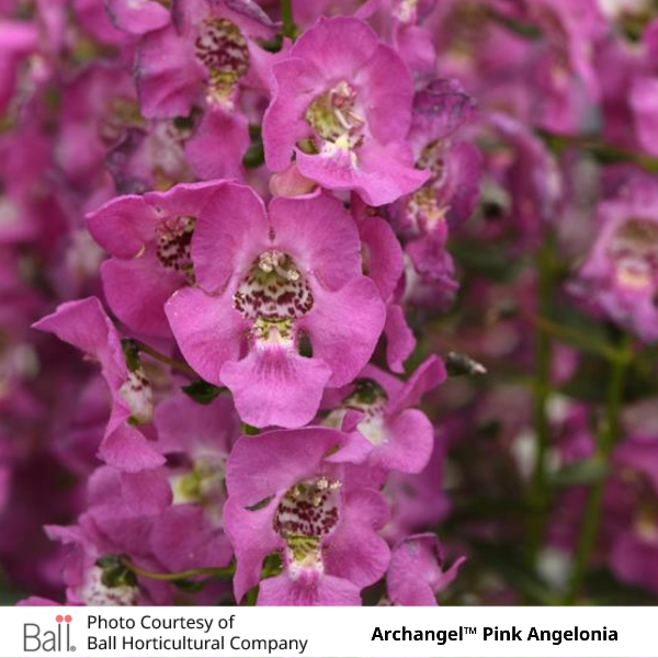 Archangel™ Pink Angelonia