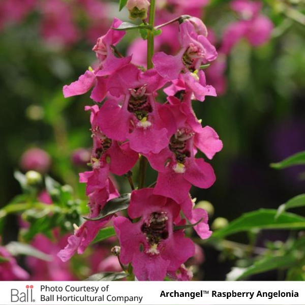 Archangel™ Raspberry Angelonia