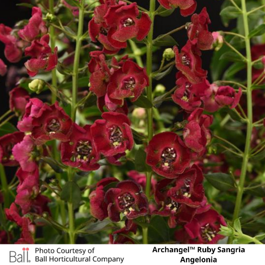 Archangel™ Ruby Sangria Angelonia