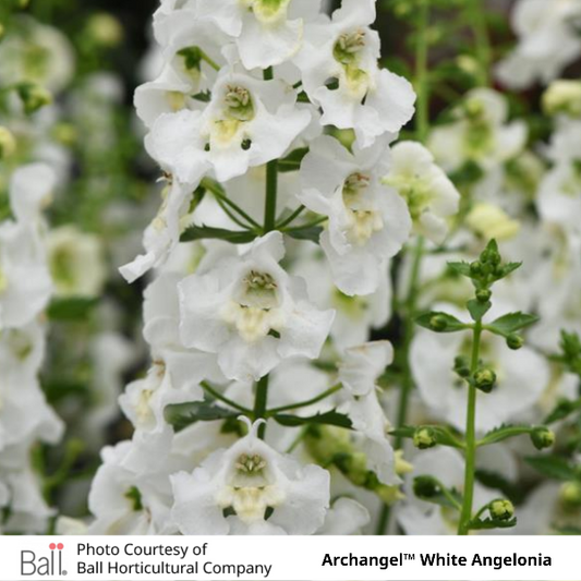 Archangel™ White Angelonia