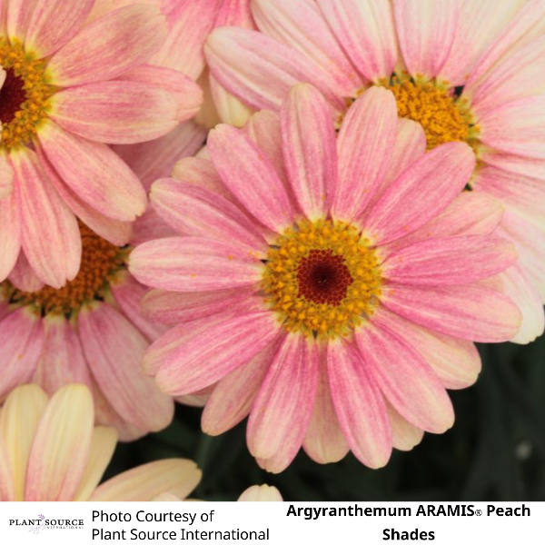 Argyranthemum ARAMIS® Peach Shades