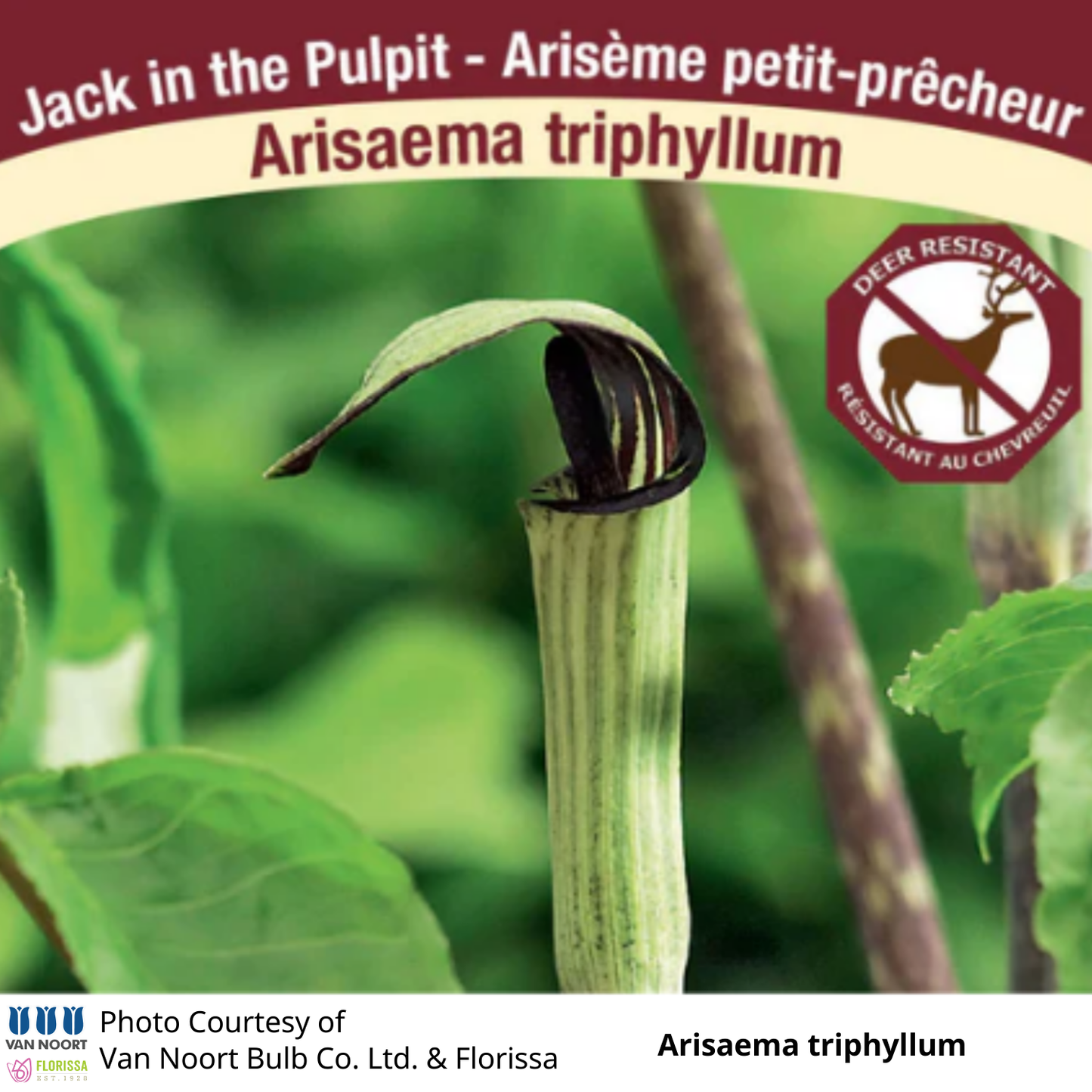 Arisaema triphyllum