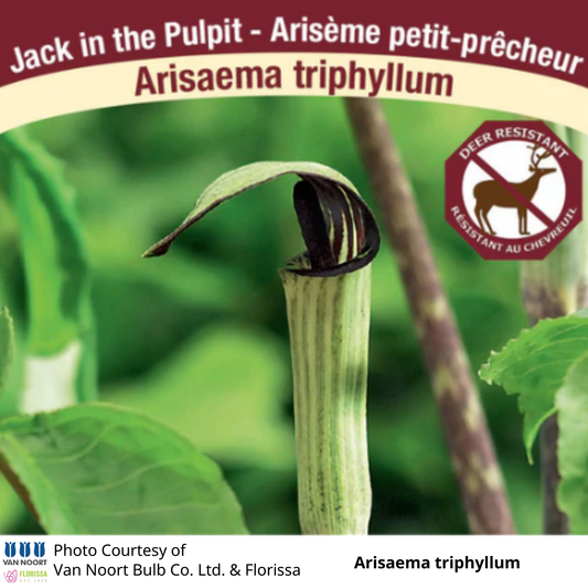 Arisaema triphyllum