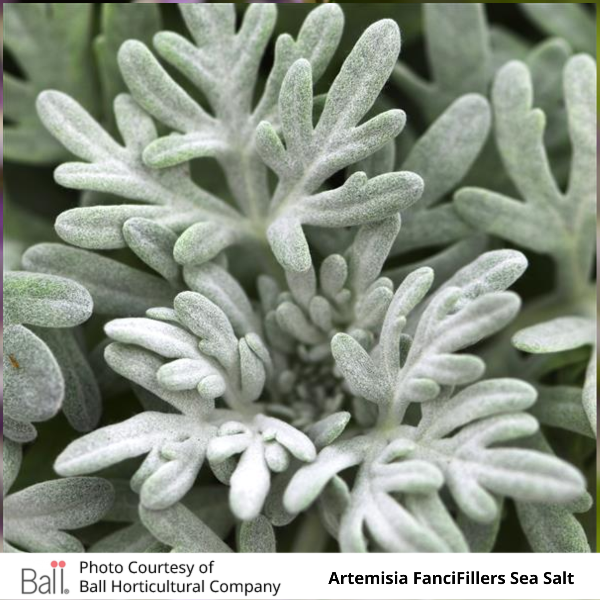 Artemisia FanciFillers Sea Salt