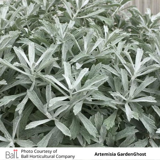 Artemisia GardenGhost