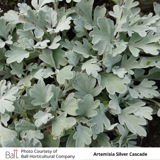 Artemisia Silver Cascade