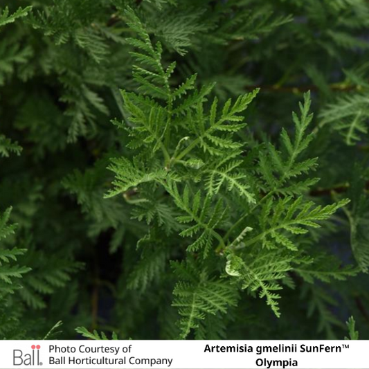 Artemisia gmelinii SunFern™ Olympia