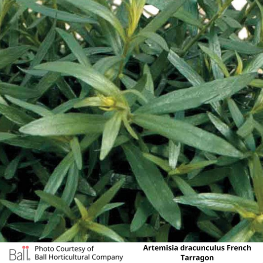 Tarragon French