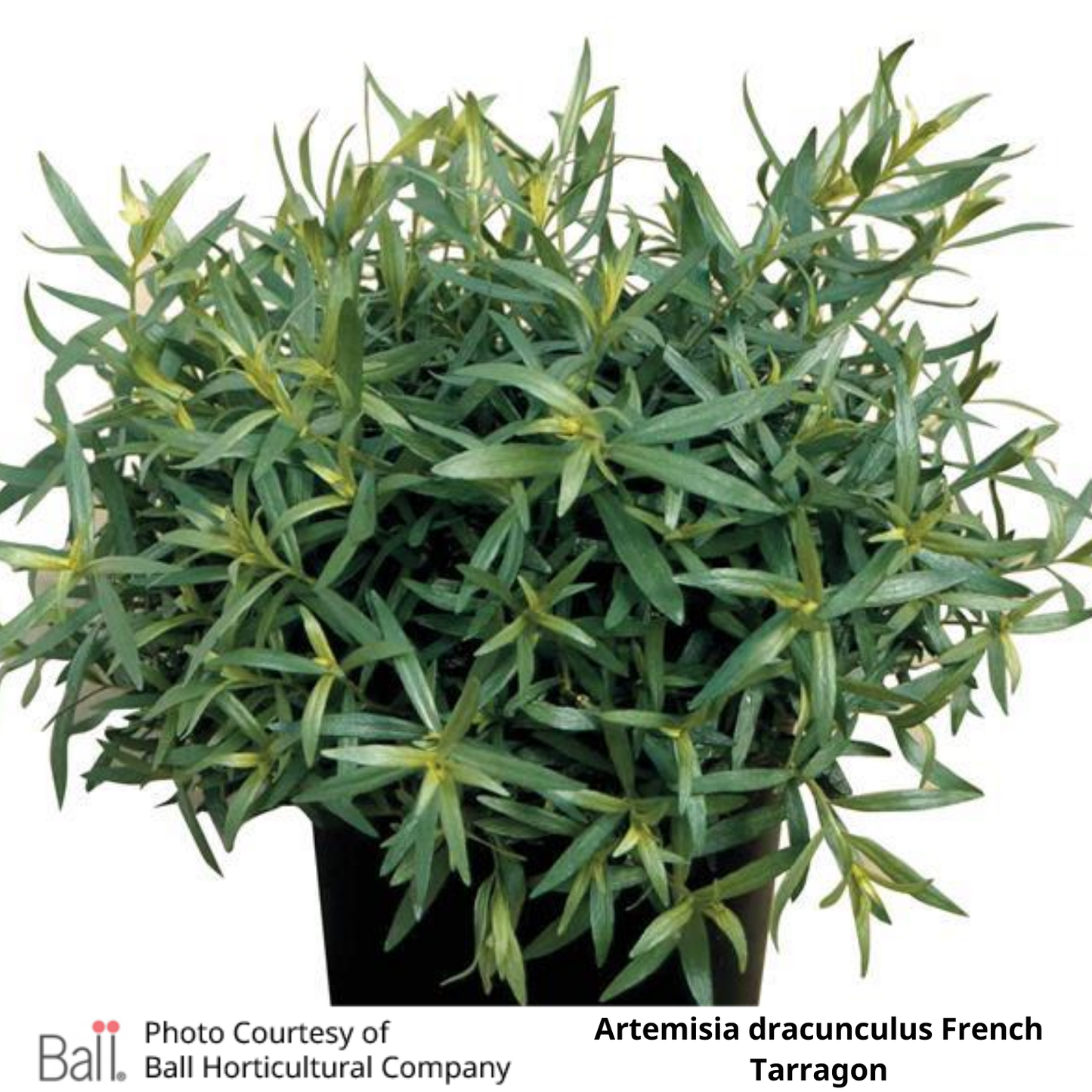 Tarragon French