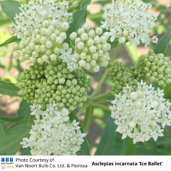 Asclepias incarnata Ice Ballet