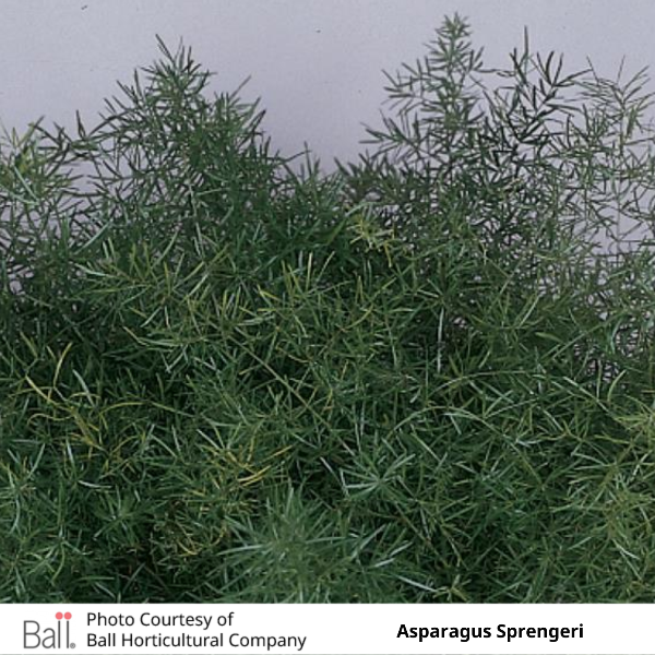 Asparagus Sprengeri