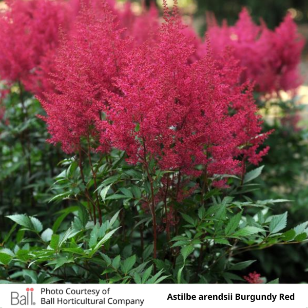Astilbe Burgundy Red