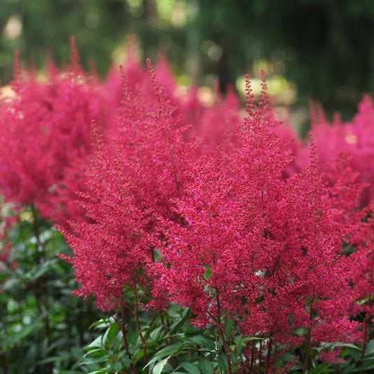 Astilbe Burgundy Red