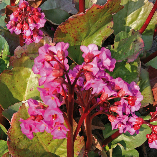 Bergenia cordifolia