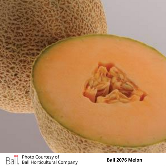 Cantaloupe