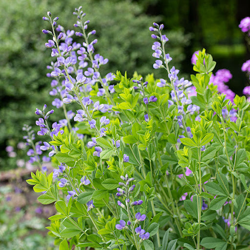 Baptisia australis