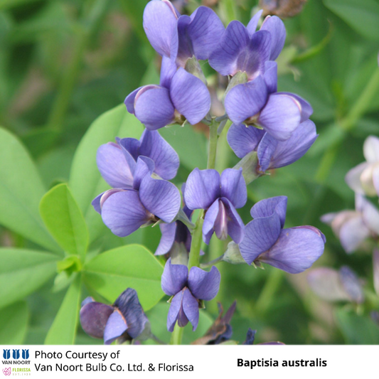 Baptisia australis