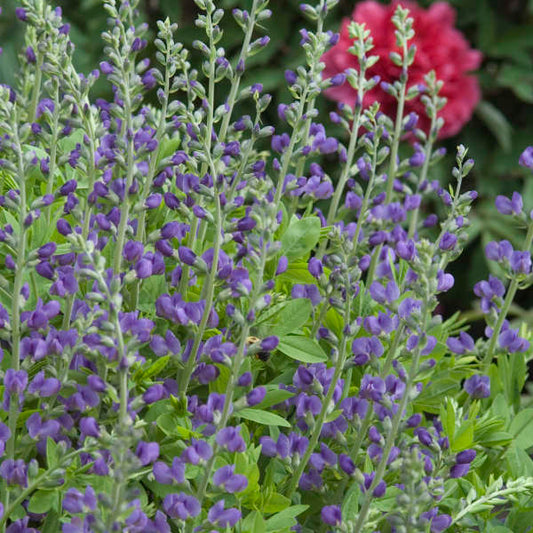 Baptisia australis (False Indigo)