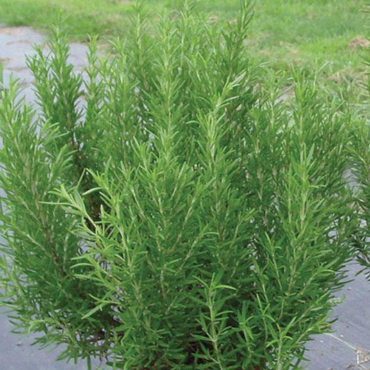 Rosemary Barbecue