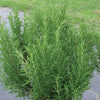 Herb