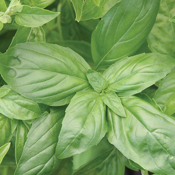 Basil