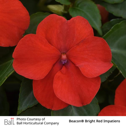 Impatiens Beacon® Pack