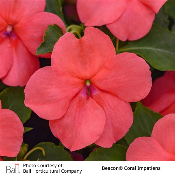 Impatiens Beacon® Pack