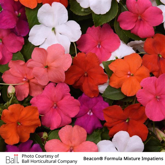 Impatiens Beacon® Pack