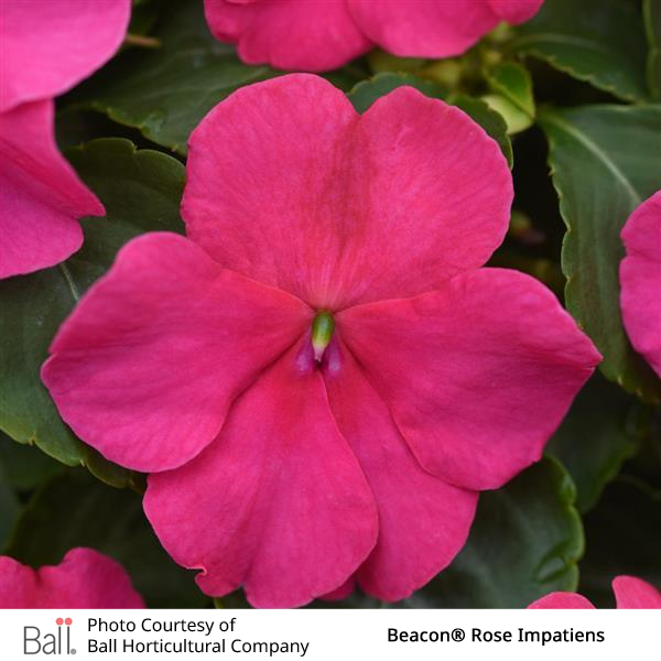 Impatiens Beacon® Pack