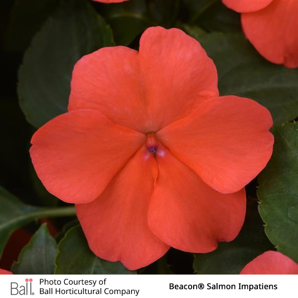 Impatiens Beacon® Pack