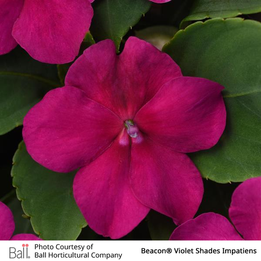 Impatiens Beacon® Pack