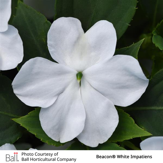 Impatiens Beacon® Pack