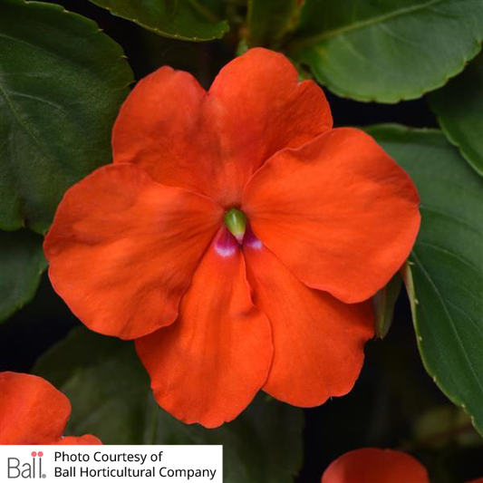 Impatiens Beacon® Pack