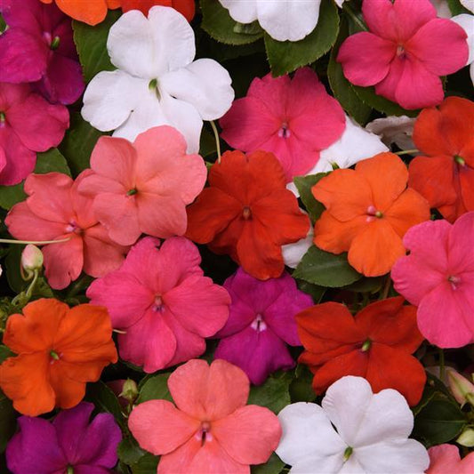 Impatiens Beacon® Pack